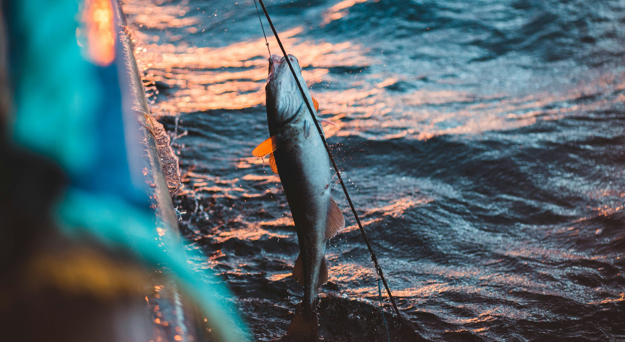 Fishing on the Adriatic Sea: Everything a Yachtsman Needs to Know
